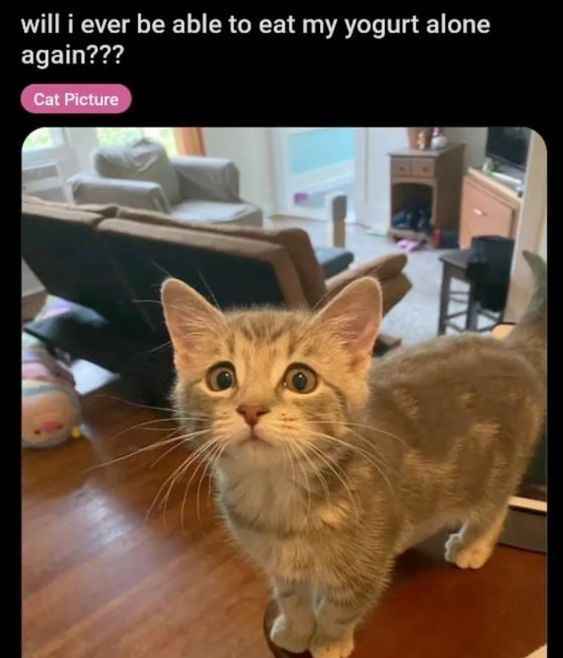 photo of a kitten with pleading eyes and the caption 'will I ever be able to eat my yogurt alone again?'